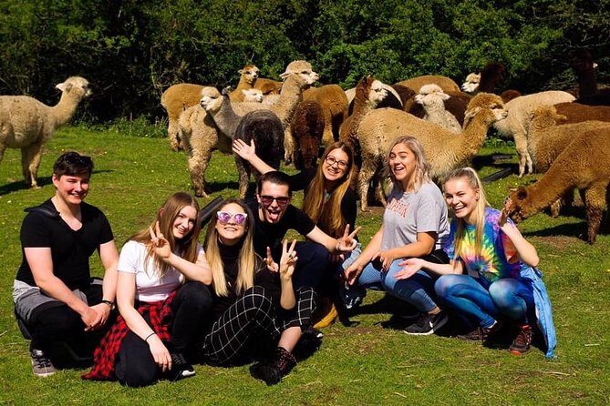 2-Hour Alpaca Farm Experience in Kenilworth - Key Highlights You’ll Care About