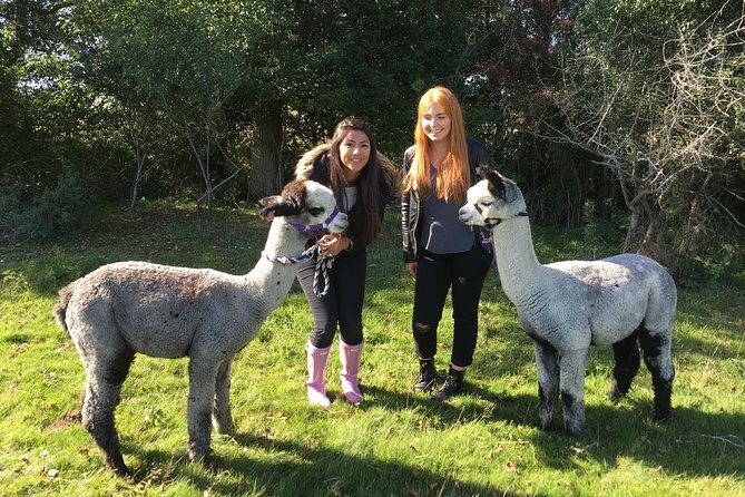 2-Hour Alpaca Farm Experience in Kenilworth - Meet the Host, Get the Alpaca Basics, and Spot Hand-Knit Accessories
