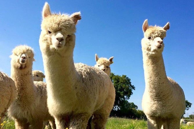 2-Hour Alpaca Farm Experience in Kenilworth - Feeding the Herd and Walking the Farm Round