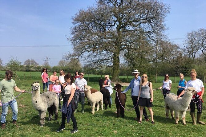 2-Hour Alpaca Farm Experience in Kenilworth - Taking an Alpaca for a Walk: Age Rules and Practical Expectations