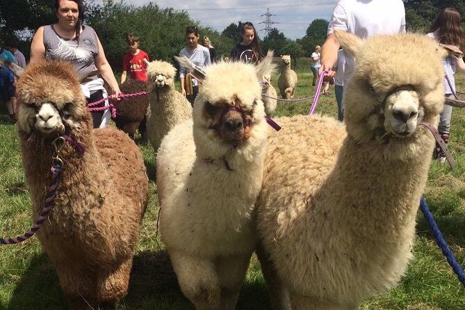 2-Hour Alpaca Farm Experience in Kenilworth - Alpaca Shopping On-Site: Hand-Knit Finds and Small Souvenirs