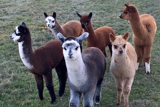 2-Hour Alpaca Farm Experience in Kenilworth - Who This Fits Best (and Who Might Want a Different Plan)