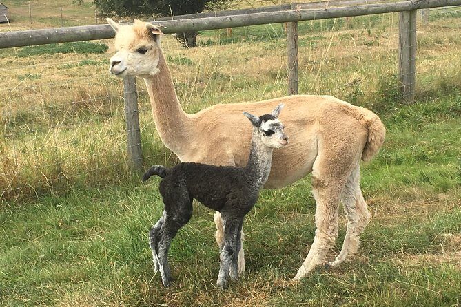 2-Hour Alpaca Farm Experience in Kenilworth - Cuddles, Babies, and Photos: The Up-Close Alpaca Time