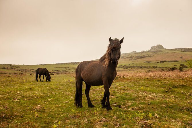 5-Day Devon and Cornwall Small-Group Tour from London - Exeter, Dartmoor, and Tavistock: moorland walking without the car stress