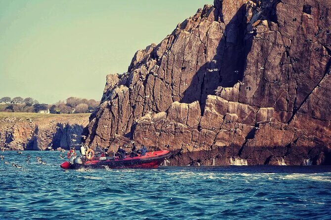 90 Minute Coastal Explorer in Torquay - Berry Head National Nature Reserve: when dolphin and porpoise spotting becomes the mission