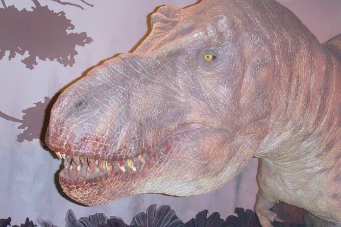 A Day at the Museum - Natural History Museum London - Natural History Museum focus: five collections, one big story