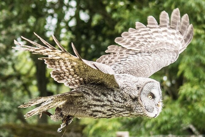 Admission Pass to Eagle Heights in Kent - Enter right away: flexible timing that actually helps