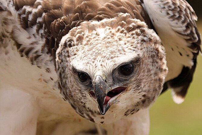 Admission Pass to Eagle Heights in Kent - Eagle Heights flying displays: the raptor show you should plan around