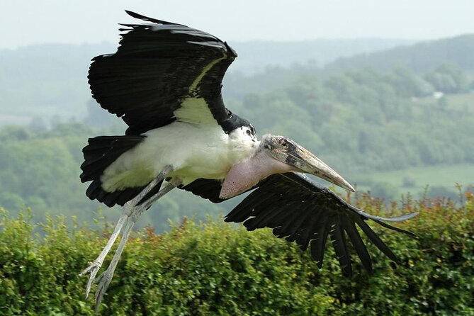 Admission Pass to Eagle Heights in Kent - The tearoom and café break: a real place to pause