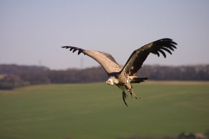 Admission Pass to Eagle Heights in Kent - Who this pass fits best (and who should think twice)