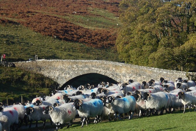 All Creatures Great and Small from Windermere - Stop 4: Aysgarth Falls for real water and easy viewing