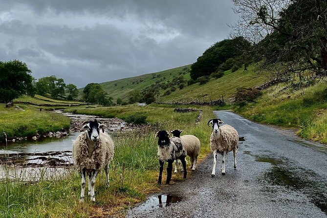 All Creatures Great and Small from Windermere - Stop 5: Hawes and the Wensleydale Creamery taste-and-wander time