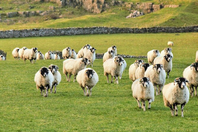 All Creatures Great and Small Tour from York - Bolton Castle Gardens: Herriot’s proposal moment and seasonal access