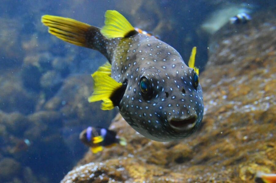 Bournemouth Oceanarium Ticket - Sharks, Eels, and a Loggerhead Turtle: The Moments That Stick