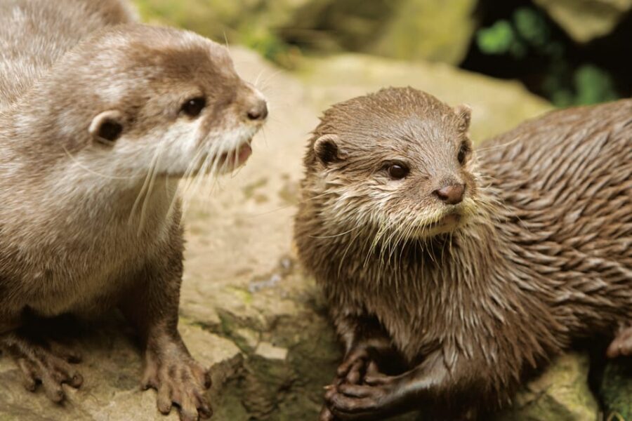 Bournemouth Oceanarium Ticket - Practical Stuff Before You Go: Tickets, Last Entry, Shoes, and Queues