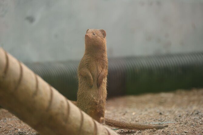 Entry ticket to Hoo Zoo and Dinosaur World in Telford - Food, snacks, and the practical stuff that saves the day