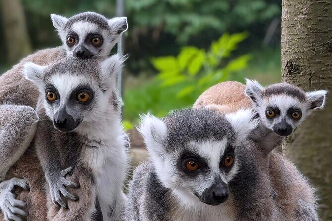 Entry ticket to Hoo Zoo and Dinosaur World in Telford - What you’re really paying for: a full-day animal show