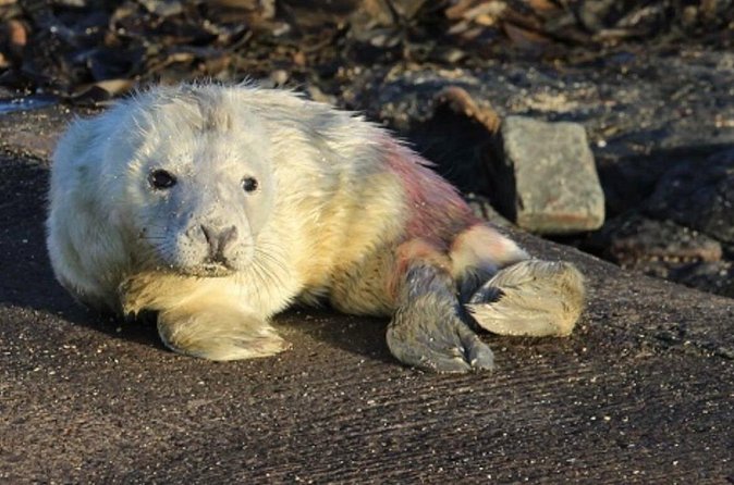 Farne Islands Longstone Lighthouse 2-Hour Trip from Seahouses - Price and value: is $34.69 a fair deal for seals and keeper stories?