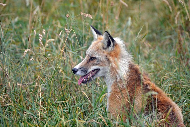 Fox Encounter for 2 people and park entry - Key highlights worth circling