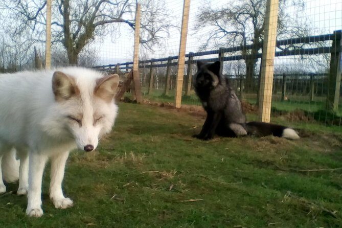 Fox Encounter for 2 people and park entry - Staff attention and the two-person format: why this works so well