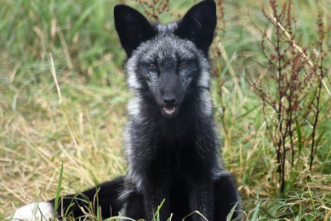 Fox Encounter for 2 people and park entry - Planning tips that make the encounter smoother