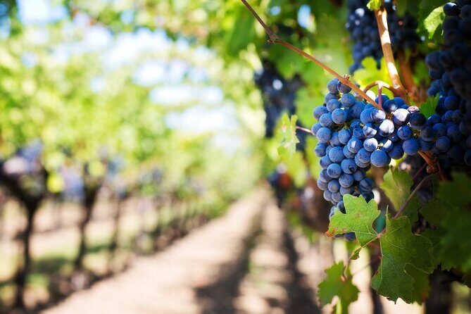 Full Day Wine Tour in Sussex and Kent - Getting from Dover to the vineyards without the stress