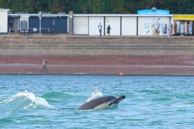 Guided Wildlife and Sea Cave Kayak Safari in English Riviera - English Riviera UNESCO Geopark: caves, rock formations, and coves