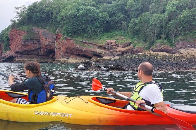 Guided Wildlife and Sea Cave Kayak Safari in English Riviera - Wildlife spotting from a kayak: seals, cetaceans, and seabirds