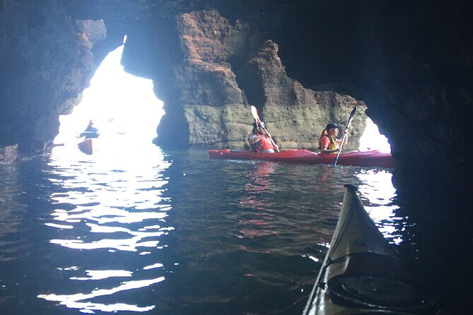 Guided Wildlife and Sea Cave Kayak Safari in English Riviera - Price of $76.39: what you’re really paying for