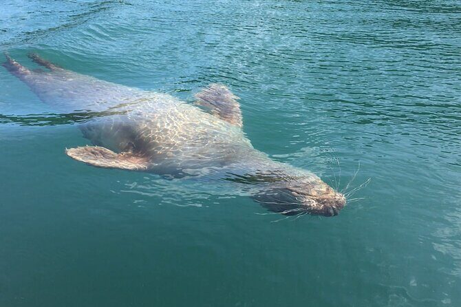 Guided Wildlife and Sea Cave Kayak Safari in English Riviera - The beach break: fossils, wild foraged herb, and toasted marshmallows