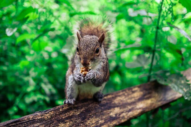 Half-day Forest Bathing and Yoga in Brighton's Woodlands - One Garden Brighton: the morning yoga reset before the woods