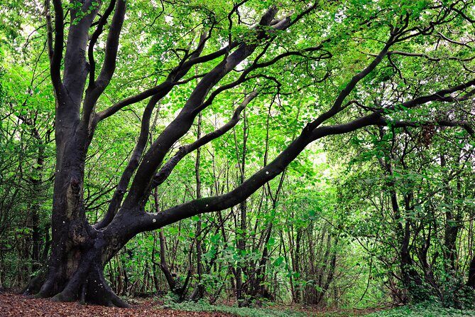 Half-day Forest Bathing and Yoga in Brighton's Woodlands - The Xenia factor: calm teaching, real adaptability, small-group comfort