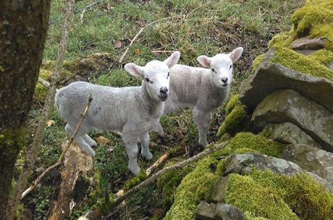 Herriot and Yorkshire Dales Day Trip from York - What you actually get from the guide (Chris and Mark really matter)