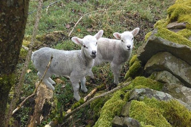 Herriot and Yorkshire Dales Day Trip from York - Walking level and photo strategy: how to make the most of short stops