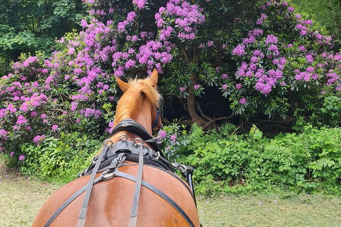 Horse drawn carriage ride york - Gordon and the horses: calm care turns the ride into a treat