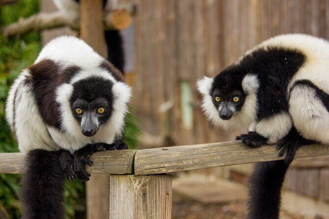 Howletts Day Ticket - Howletts Day Ticket: what you’re really paying for