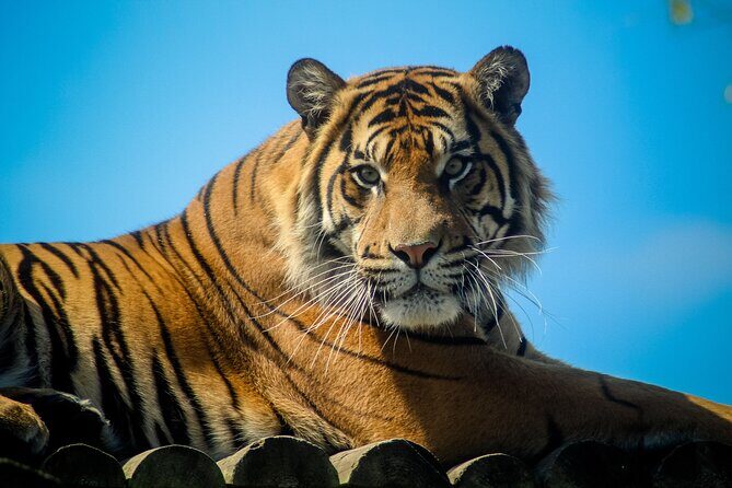 Howletts Day Ticket - A 90-acre park day that mixes wildlife with purpose