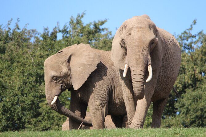 Howletts Day Ticket - Who should book this Howletts Day Ticket