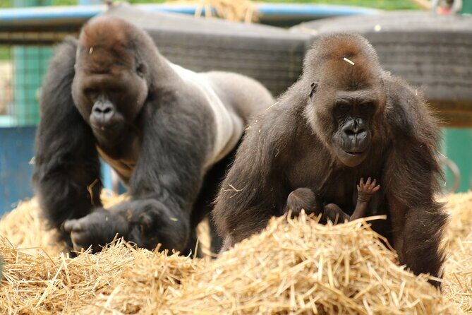 Howletts Day Ticket - Animal exhibits: what to expect beyond the big moments