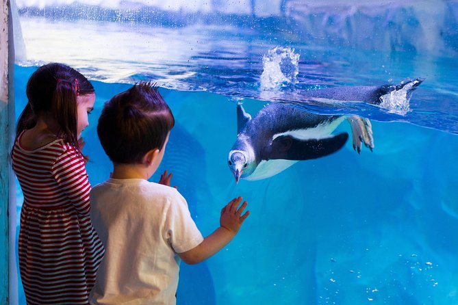 Hunstanton SEA LIFE Sanctuary General Admission Ticket - Rainforest Rangers and the Bosc Monitor Lizard meet