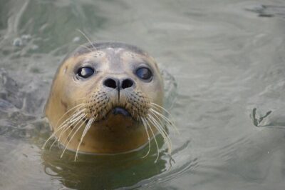 Hunstanton SEA LIFE Sanctuary General Admission Ticket - Price and value: what $21.92 gets you