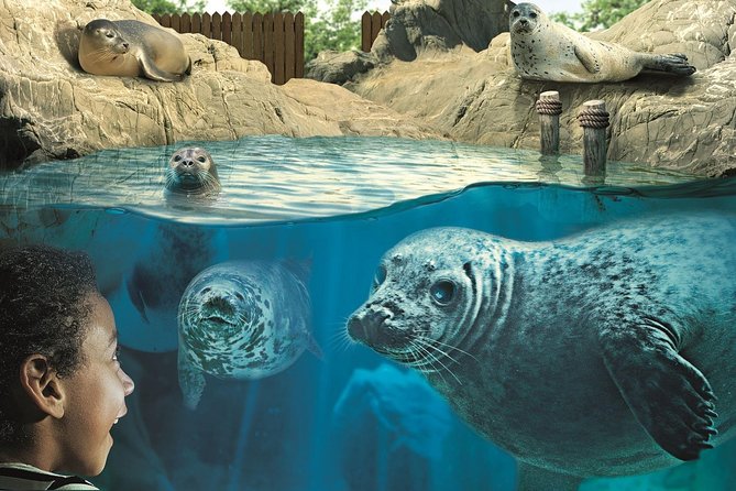 Hunstanton SEA LIFE Sanctuary General Admission Ticket - Otter River: Smartie, Twix, and Yorkie