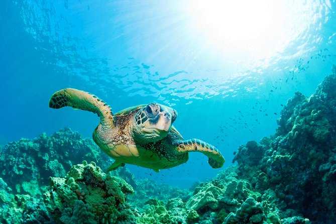 Hunstanton SEA LIFE Sanctuary General Admission Ticket - Amazonia Rivers: rainforest heat, piranhas, and caimans
