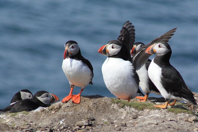 Inner Farne National Trust Bird Sanctuary - 3 hr trip to the Farne Islands - Key highlights at a glance (Inner Farne and Longstone in one go)