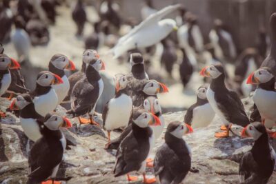 Inner Farne National Trust Bird Sanctuary - 3 hr trip to the Farne Islands - Inner Farne Wildlife Walk: one hour that’s packed with birds, a chapel, and lighthouse views
