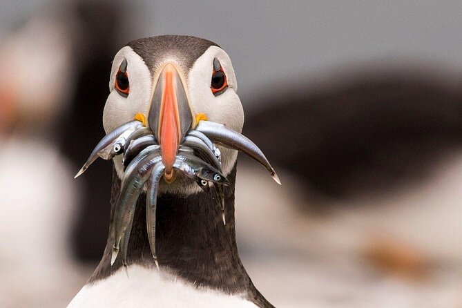 Inner Farne National Trust Bird Sanctuary - 3 hr trip to the Farne Islands - Birds and seals: what to expect and how to spot them from the boat