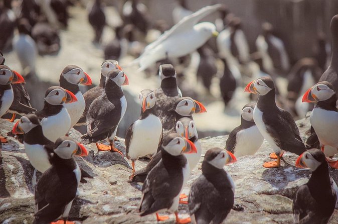 Inner Farne National Trust Bird Sanctuary - 3 hr trip to the Farne Islands - Price and landing fees: is it worth $41.63?