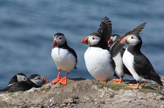 Inner Farne National Trust Bird Sanctuary - 3 hr trip to the Farne Islands - What to bring so the experience feels easy (not rushed)