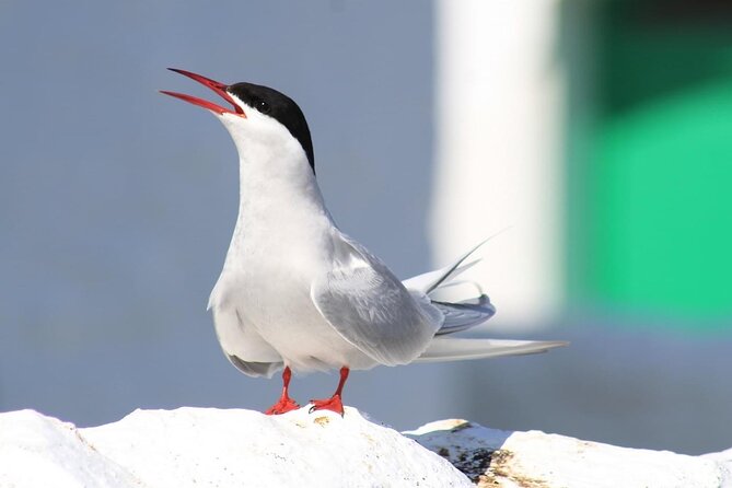 Inner Farne National Trust Bird Sanctuary - 3 hr trip to the Farne Islands - Who should book this Farne Islands trip?