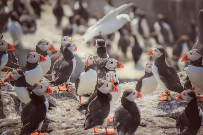 Inner Farne National Trust Bird Sanctuary - 3 hr trip to the Farne Islands - Inner Farne Wildlife Walk: one hour that’s packed with birds, a chapel, and lighthouse views